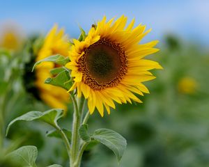 Preview wallpaper sunflower, field, greens, sky, nature