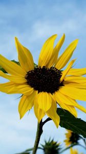 Preview wallpaper sunflower, field, sky, blur