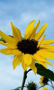 Preview wallpaper sunflower, field, sky, blur