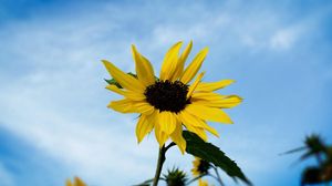 Preview wallpaper sunflower, field, sky, blur