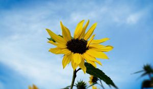 Preview wallpaper sunflower, field, sky, blur