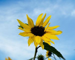 Preview wallpaper sunflower, field, sky, blur