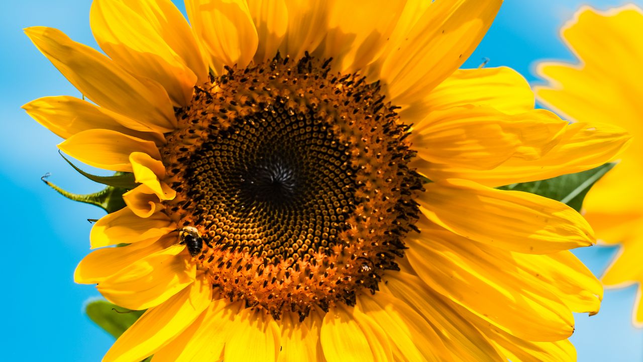 Wallpaper sunflower, flower, bee, petals, yellow