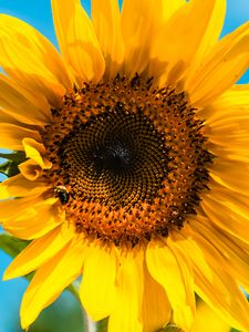 Preview wallpaper sunflower, flower, bee, petals, yellow
