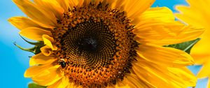 Preview wallpaper sunflower, flower, bee, petals, yellow