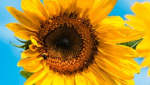 Preview wallpaper sunflower, flower, bee, petals, yellow