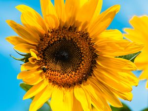 Preview wallpaper sunflower, flower, bee, petals, yellow