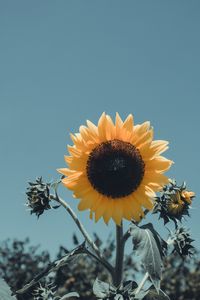 Preview wallpaper sunflower, flower, bloom, petals