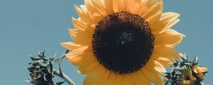 Preview wallpaper sunflower, flower, bloom, petals