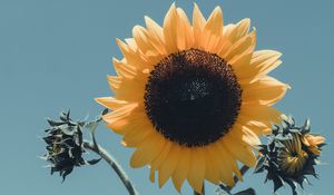 Preview wallpaper sunflower, flower, bloom, petals