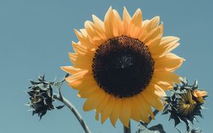 Preview wallpaper sunflower, flower, bloom, petals