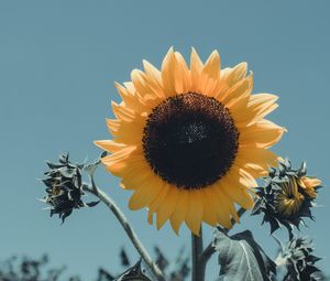 Preview wallpaper sunflower, flower, bloom, petals