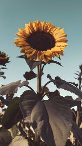 Preview wallpaper sunflower, flower, bloom, yellow, plant