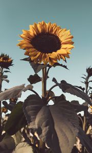 Preview wallpaper sunflower, flower, bloom, yellow, plant