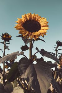 Preview wallpaper sunflower, flower, bloom, yellow, plant