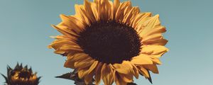 Preview wallpaper sunflower, flower, bloom, yellow, plant