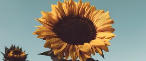 Preview wallpaper sunflower, flower, bloom, yellow, plant