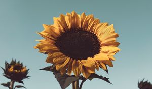 Preview wallpaper sunflower, flower, bloom, yellow, plant