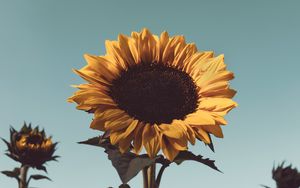 Preview wallpaper sunflower, flower, bloom, yellow, plant