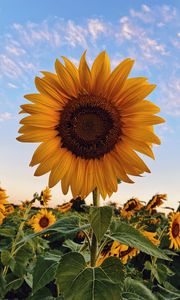 Preview wallpaper sunflower, flower, bloom, plant, yellow