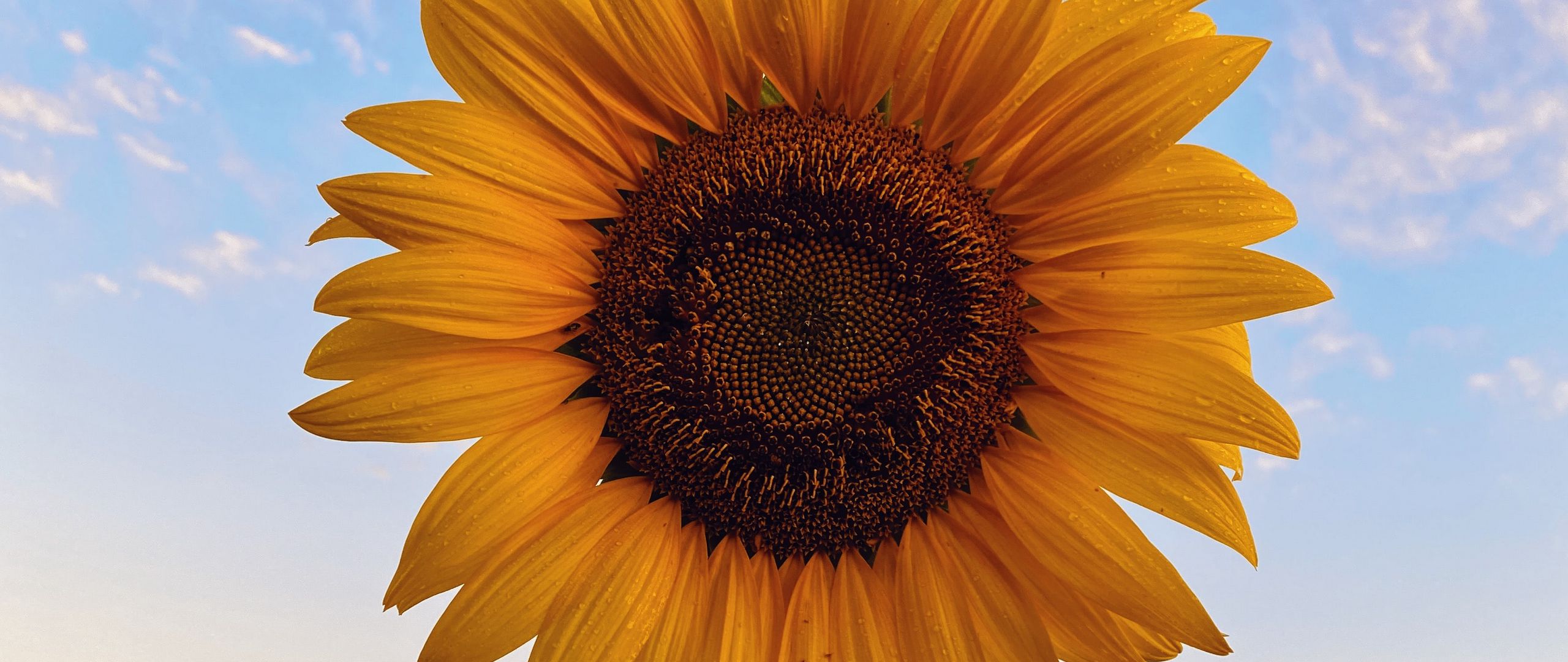 Download Wallpaper 2560x1080 Sunflower Flower Bloom Plant Yellow