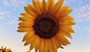 Preview wallpaper sunflower, flower, bloom, plant, yellow