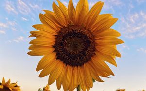 Preview wallpaper sunflower, flower, bloom, plant, yellow