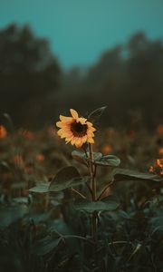 Preview wallpaper sunflower, flower, bloom, plant