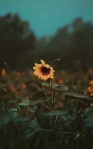 Preview wallpaper sunflower, flower, bloom, plant