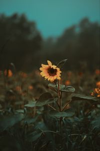 Preview wallpaper sunflower, flower, bloom, plant