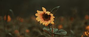 Preview wallpaper sunflower, flower, bloom, plant