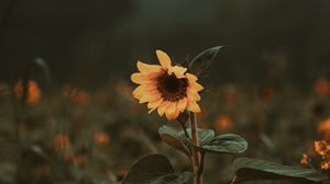 Preview wallpaper sunflower, flower, bloom, plant