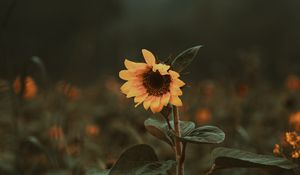 Preview wallpaper sunflower, flower, bloom, plant