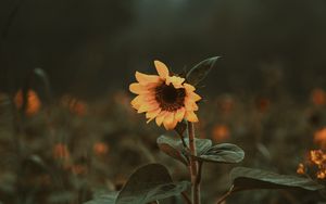 Preview wallpaper sunflower, flower, bloom, plant