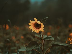 Preview wallpaper sunflower, flower, bloom, plant