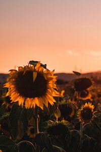 Preview wallpaper sunflower, flower, bloom, yellow, field