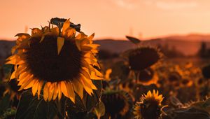 Preview wallpaper sunflower, flower, bloom, yellow, field