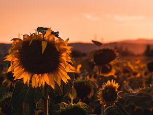 Preview wallpaper sunflower, flower, bloom, yellow, field