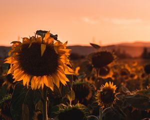 Preview wallpaper sunflower, flower, bloom, yellow, field