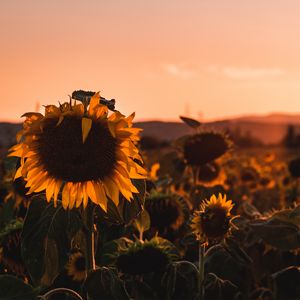 Preview wallpaper sunflower, flower, bloom, yellow, field