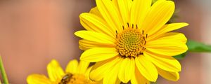 Preview wallpaper sunflower, flower, bud