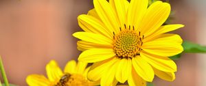 Preview wallpaper sunflower, flower, bud