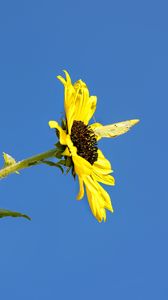 Preview wallpaper sunflower, flower, butterfly, insect, summer