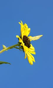 Preview wallpaper sunflower, flower, butterfly, insect, summer