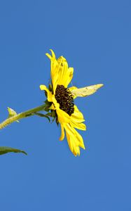 Preview wallpaper sunflower, flower, butterfly, insect, summer