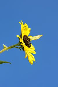 Preview wallpaper sunflower, flower, butterfly, insect, summer