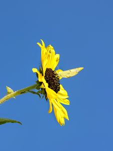 Preview wallpaper sunflower, flower, butterfly, insect, summer