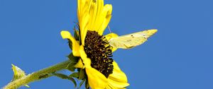 Preview wallpaper sunflower, flower, butterfly, insect, summer