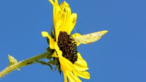 Preview wallpaper sunflower, flower, butterfly, insect, summer