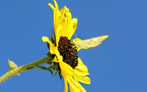 Preview wallpaper sunflower, flower, butterfly, insect, summer